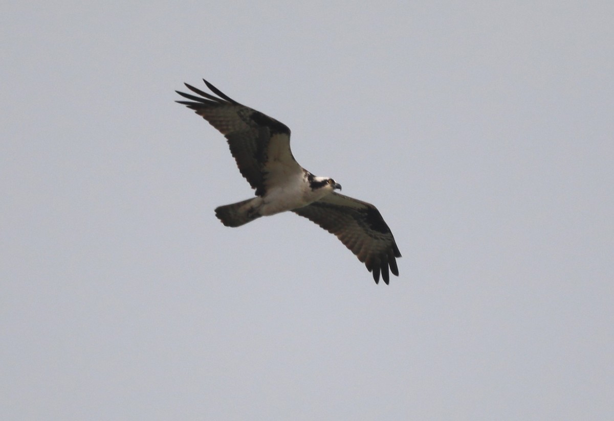 Balbuzard pêcheur - ML619185521