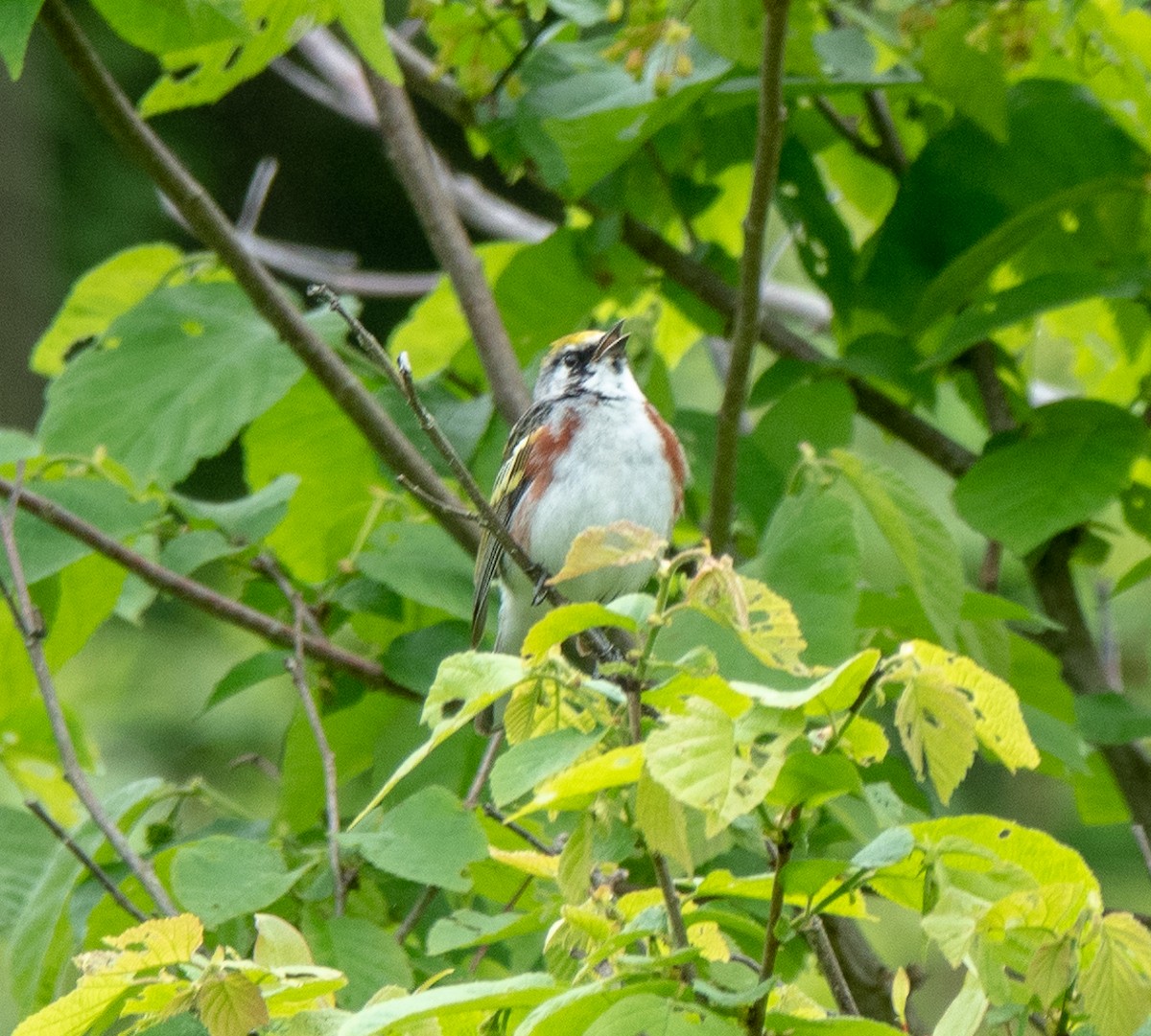 Gelbscheitel-Waldsänger - ML619185523