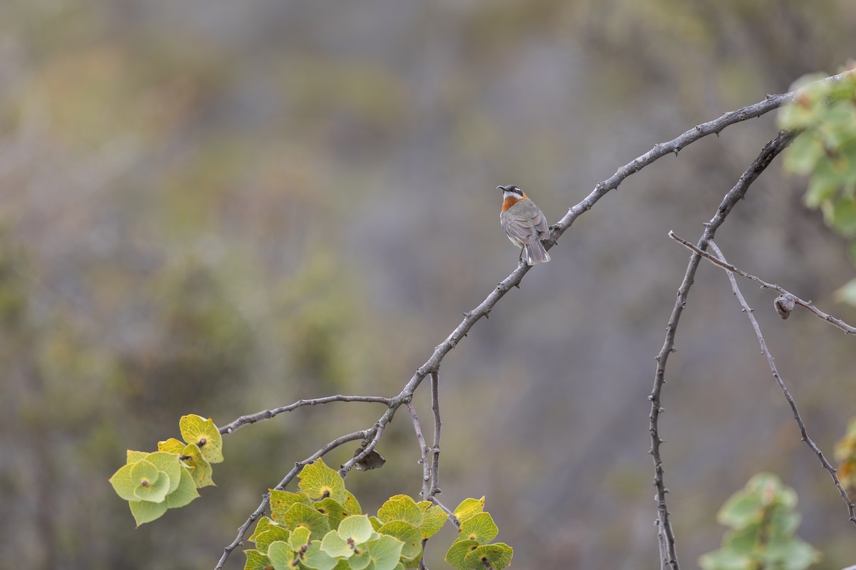 Western Spinebill - ML619185529