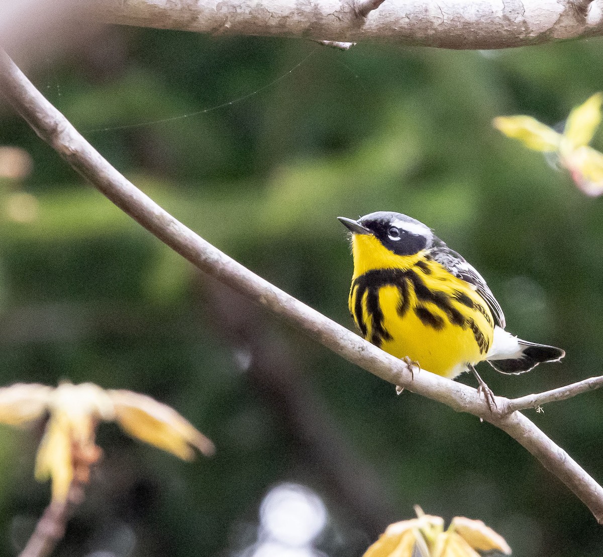 Magnolia Warbler - Richard Donaldson