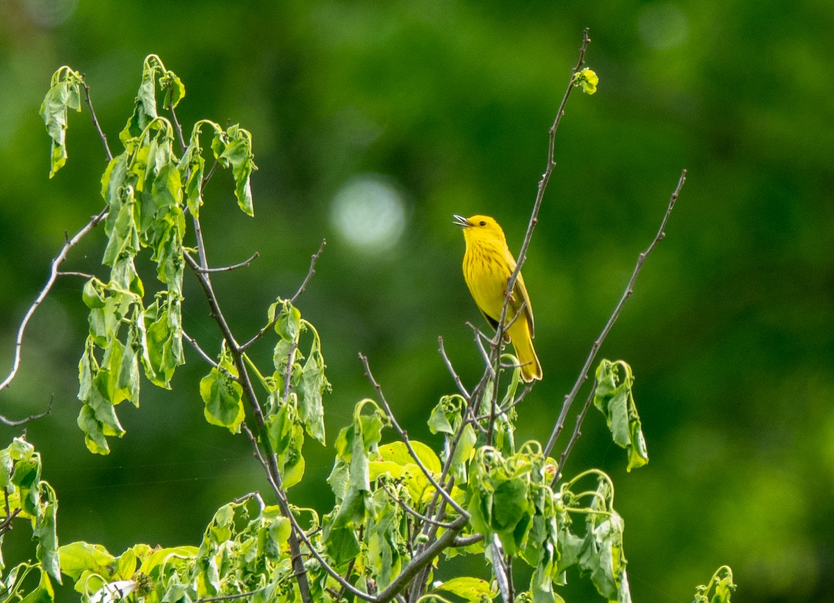 Yellow Warbler - Lynn    <')))< Salmon