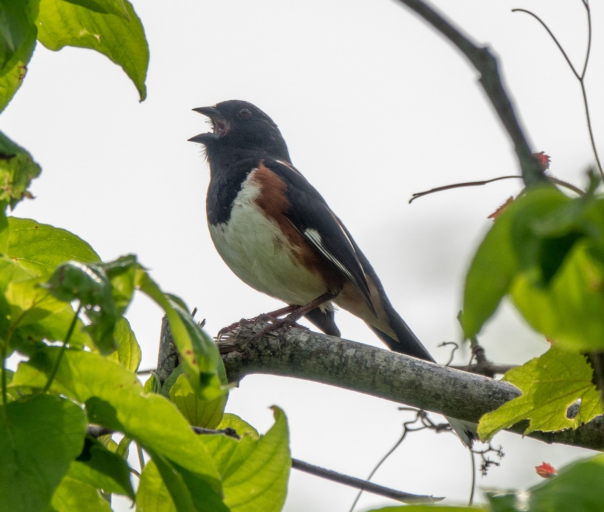 Eastern Towhee - Lynn    <')))< Salmon