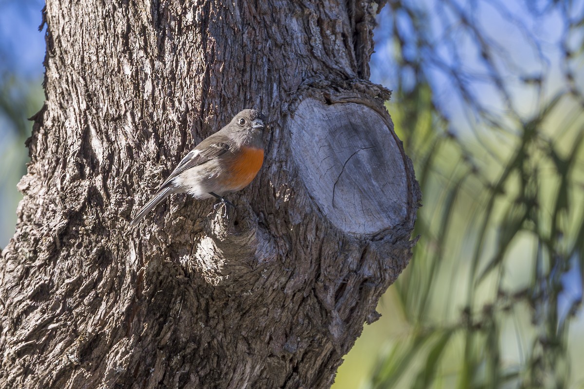 Scarlet Robin - Dana Cameron