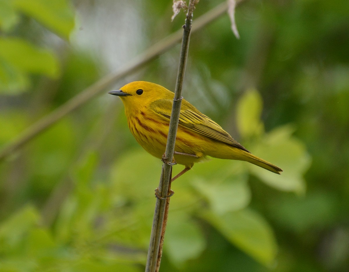 Yellow Warbler - Ed Bailey