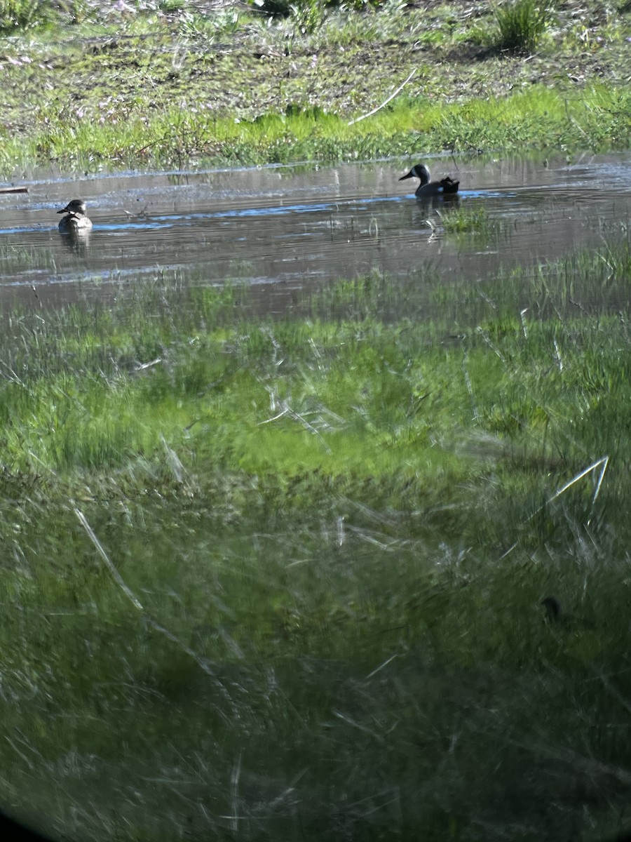 Blue-winged Teal - ML619185569