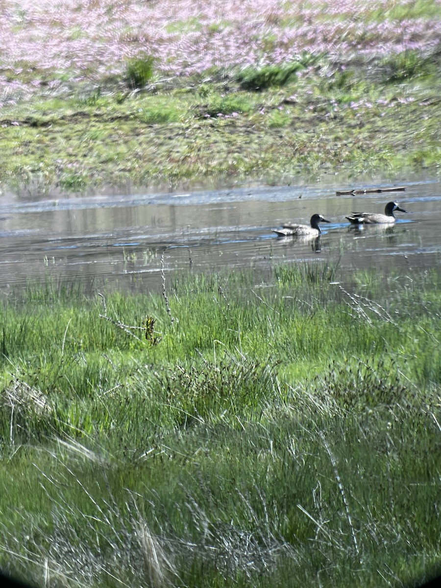 Blue-winged Teal - Ezra Cohen