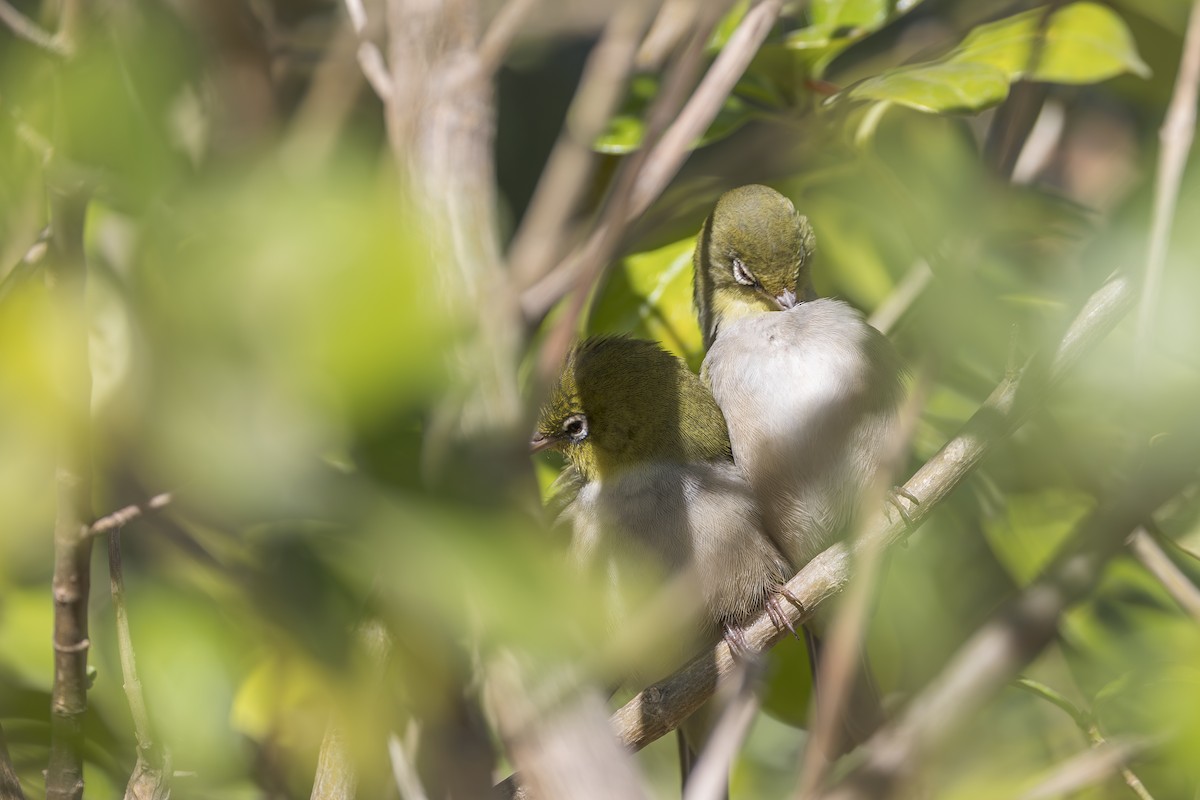 Silvereye - Dana Cameron