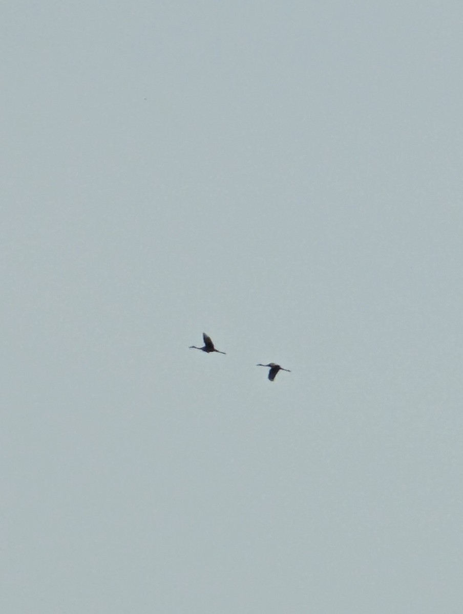 沙丘鶴 - ML619185585