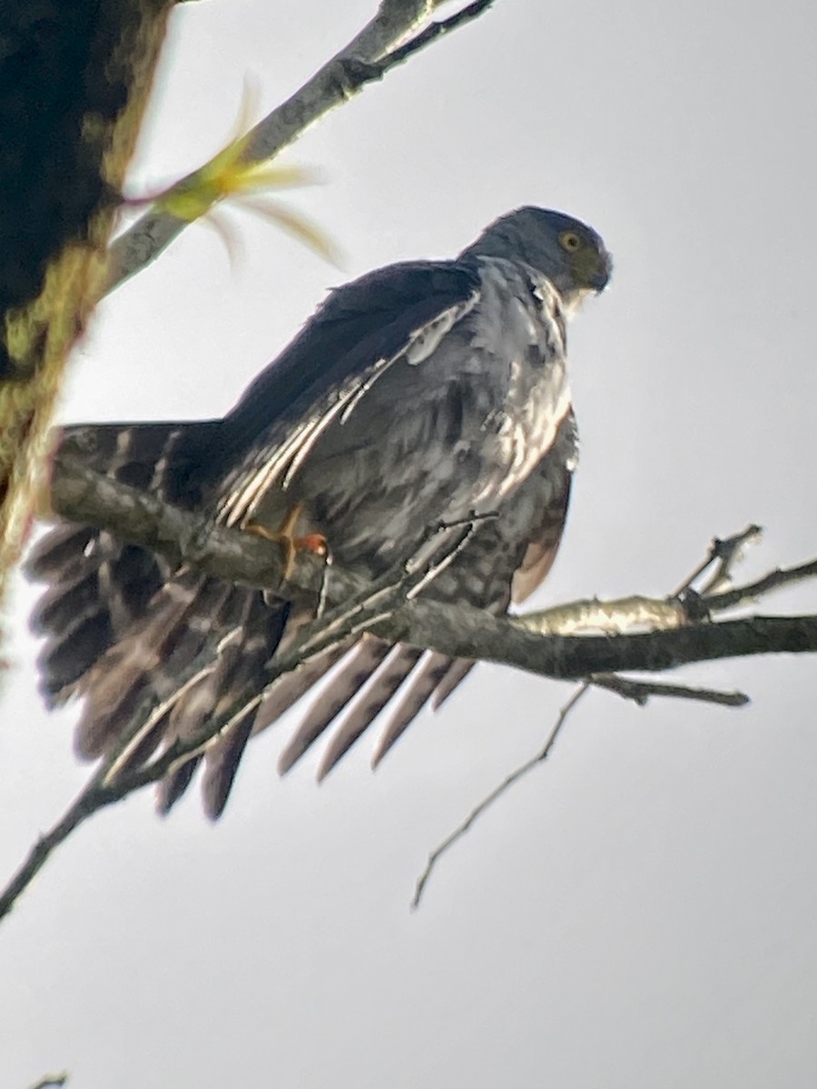 Bicolored Hawk - Raúl Obregón