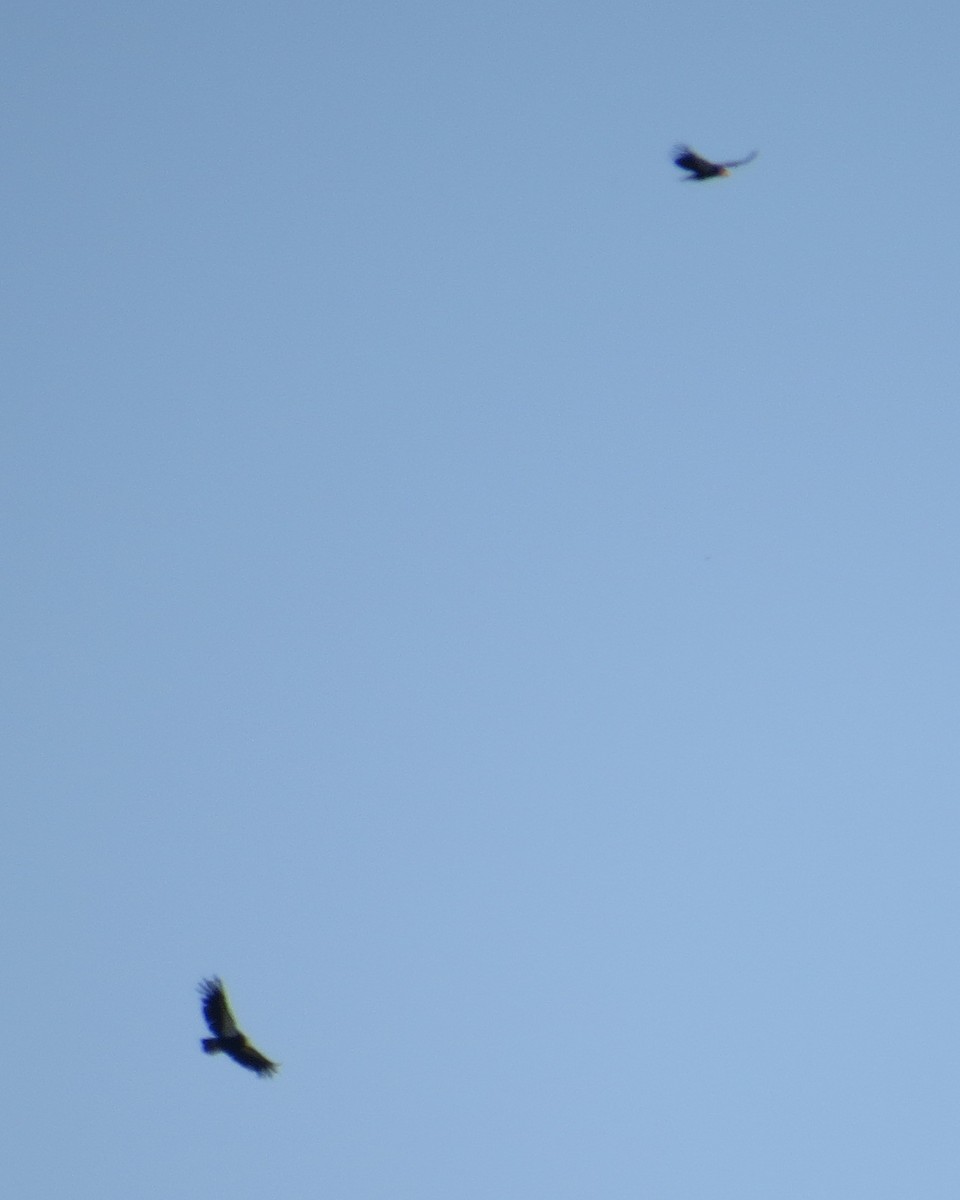 California Condor - Pam Campbell