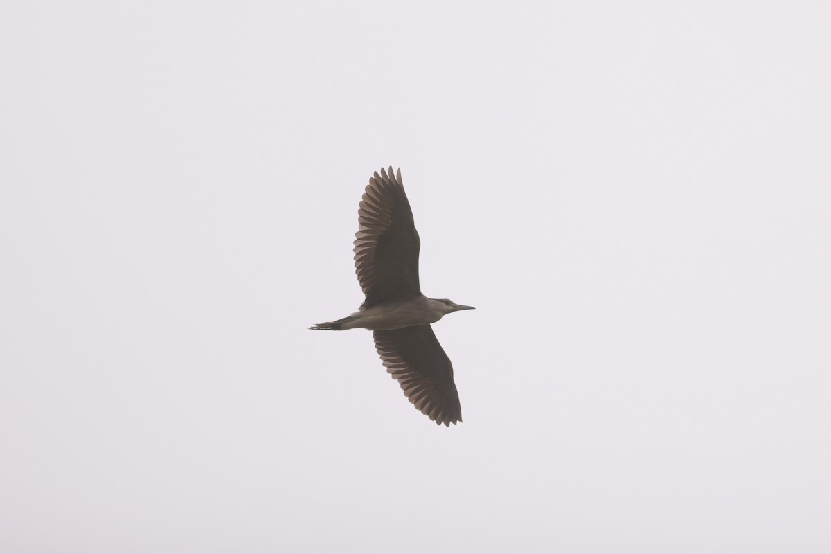 Black-crowned Night Heron - Allan Williams