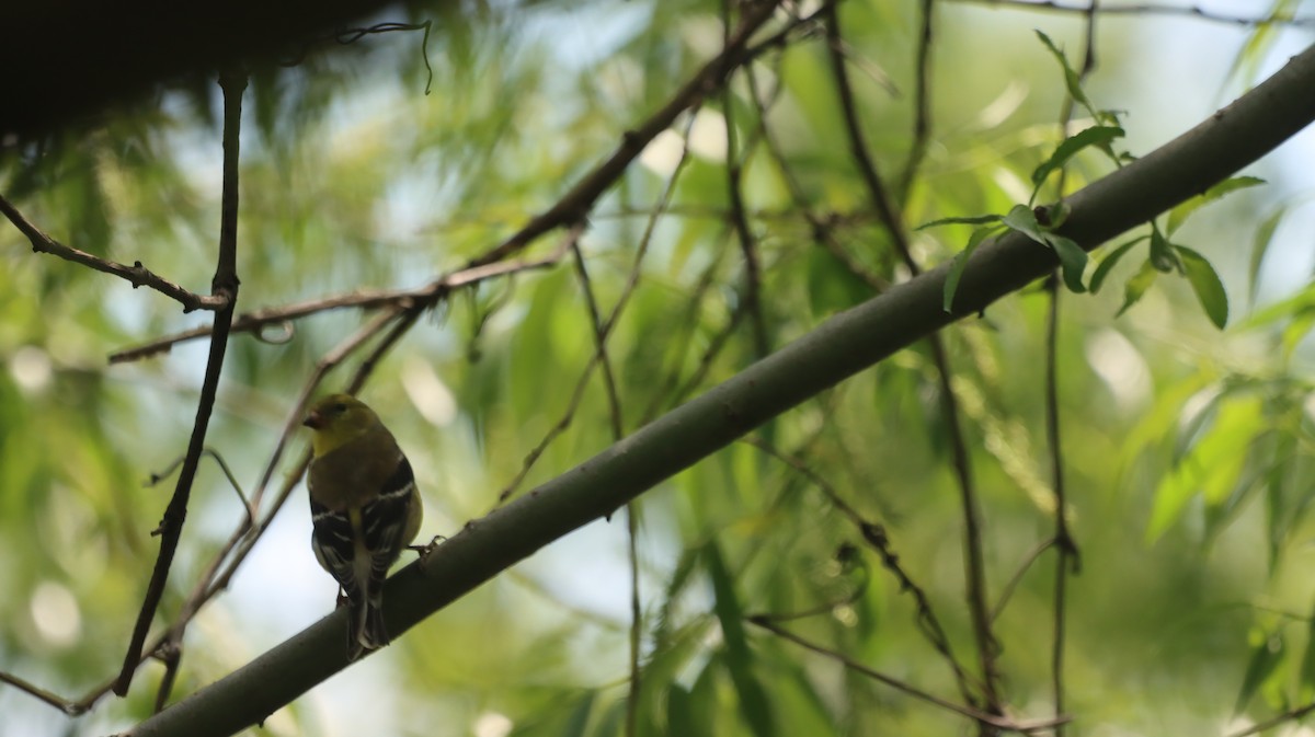 American Goldfinch - malcolm mcrae
