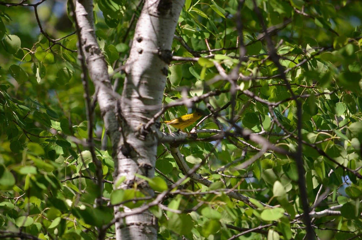 Yellow Warbler - ML619185616
