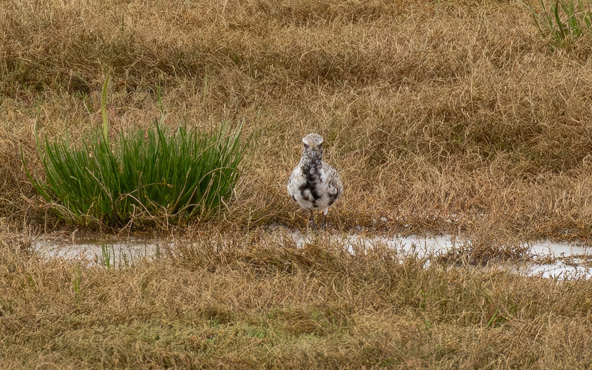 Black-bellied Plover - ML619185617