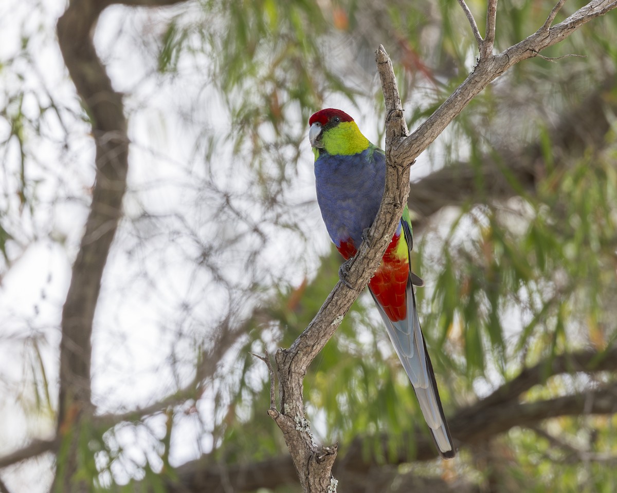 Red-capped Parrot - Dana Cameron