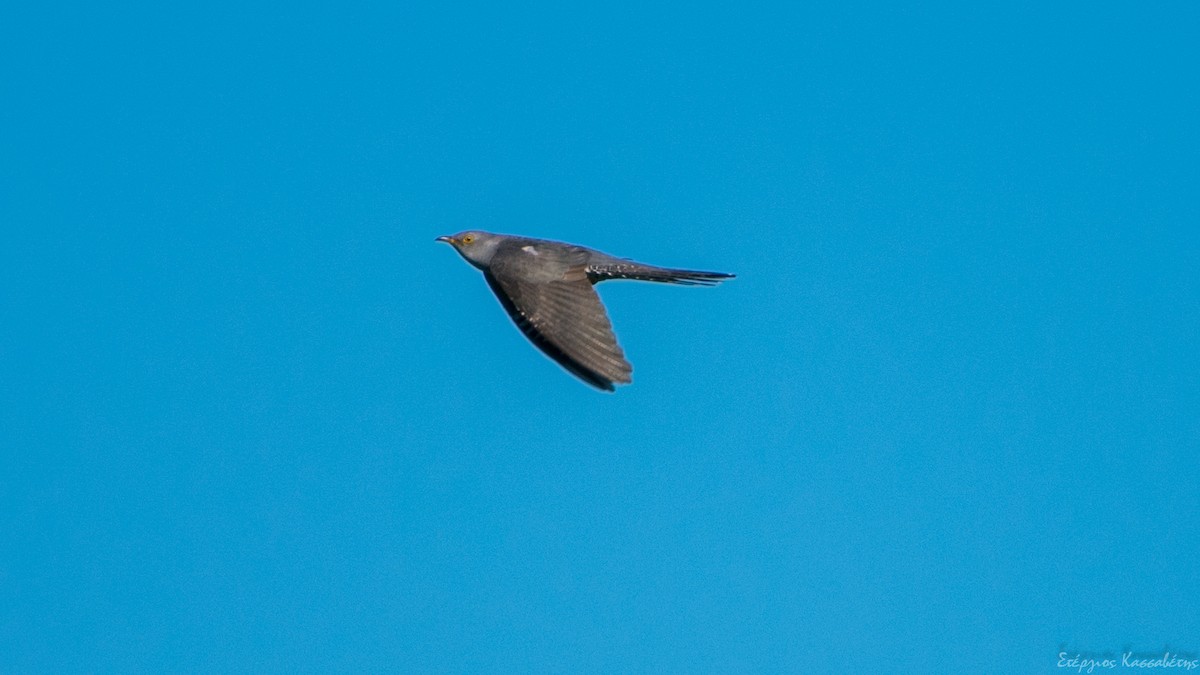 Common Cuckoo - ML619185640
