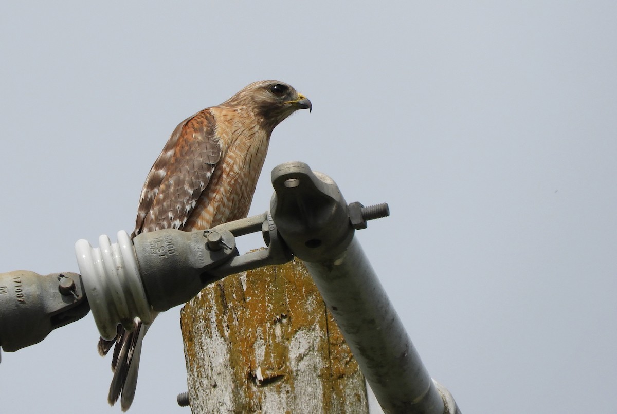 Red-shouldered Hawk - ML619185642