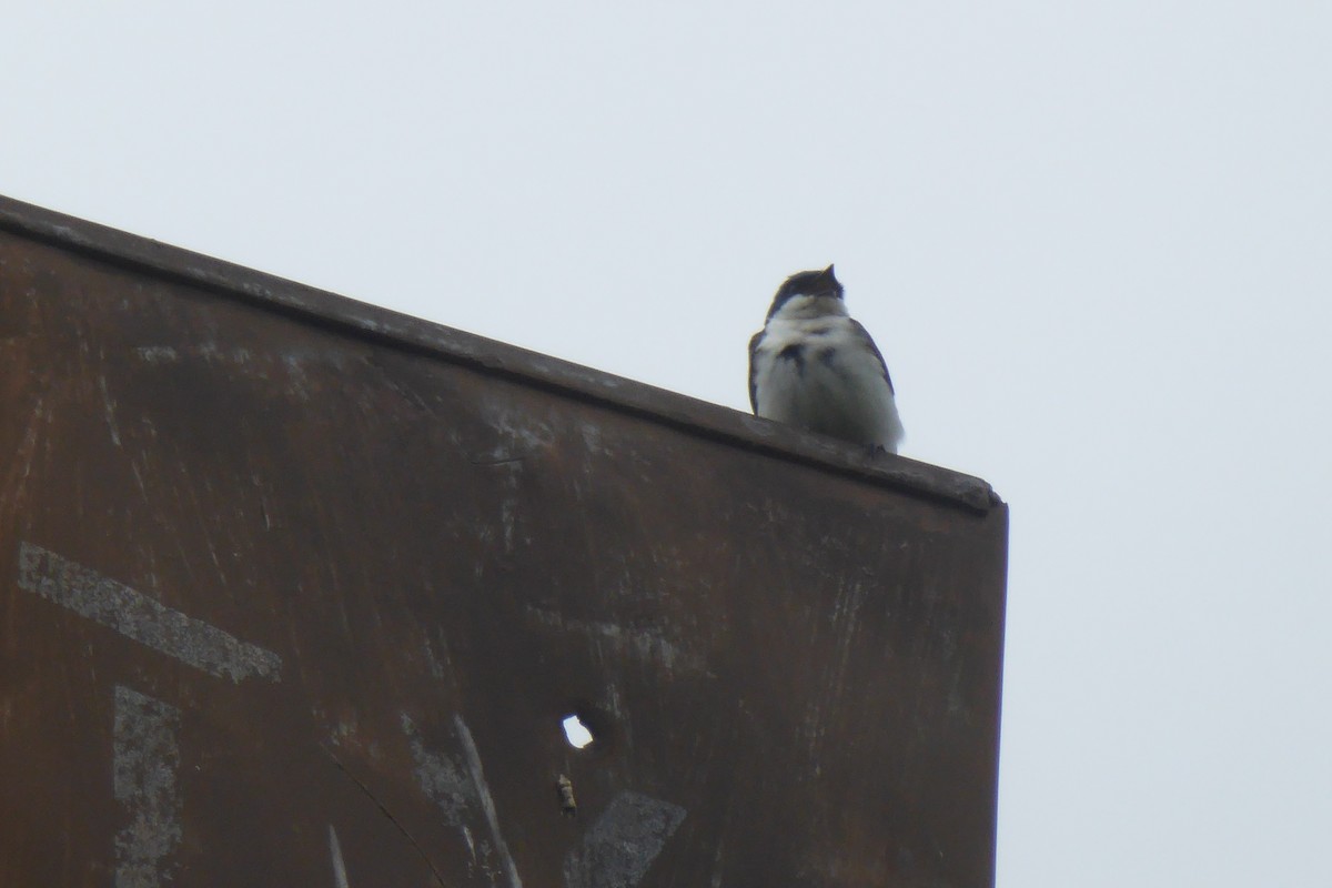 Tree Swallow - Georgette Larocque