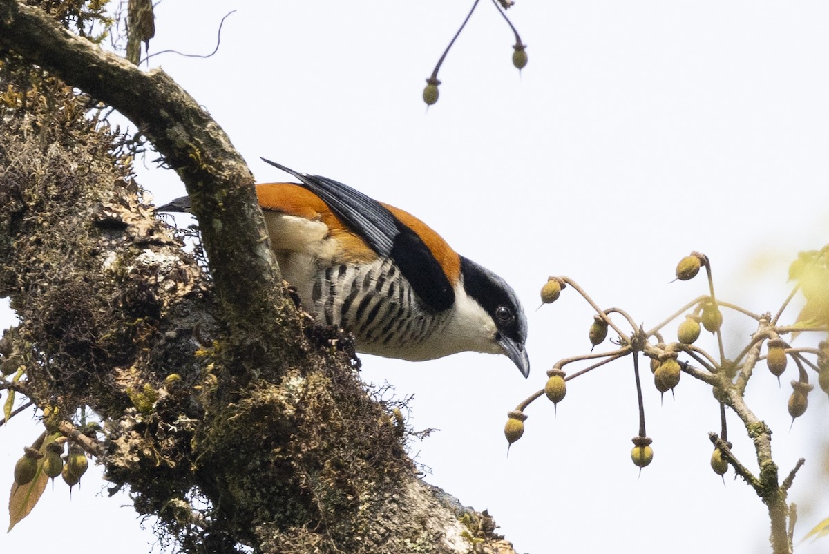 Himalayan Cutia - Robert Lewis