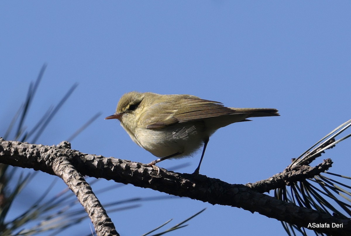 Green Warbler - Fanis Theofanopoulos (ASalafa Deri)