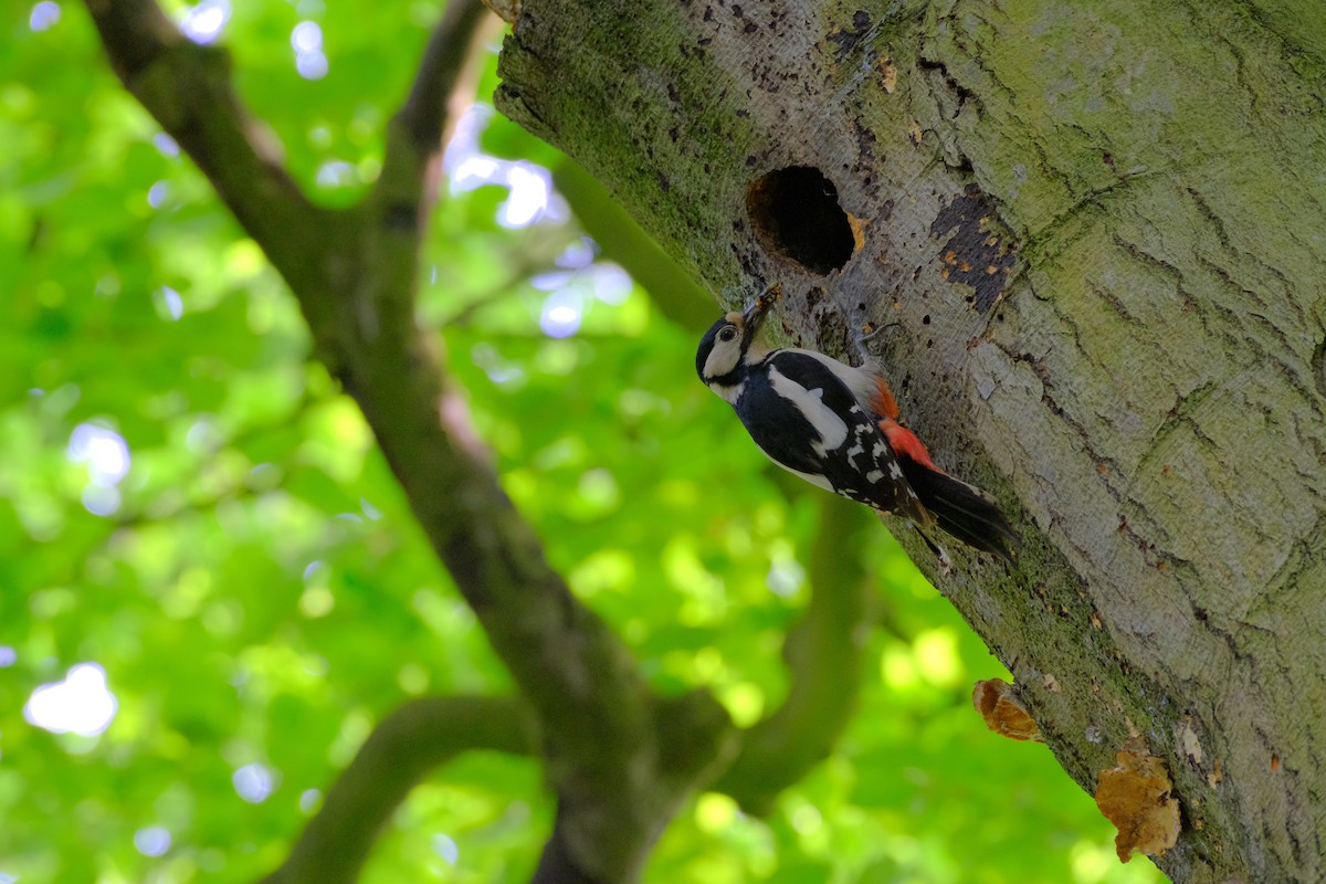 Great Spotted Woodpecker - Lewis Riley