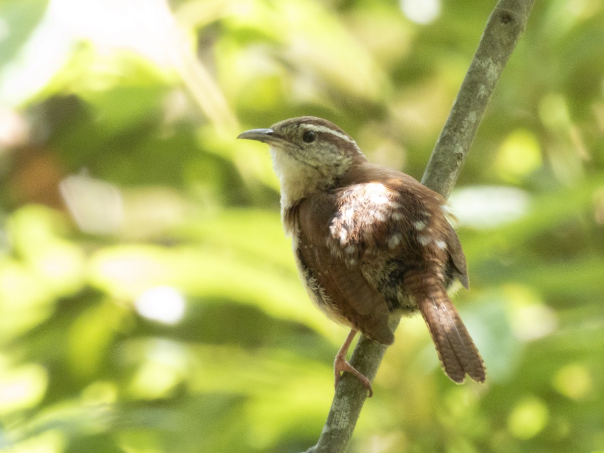 Carolina Wren - ML619185670