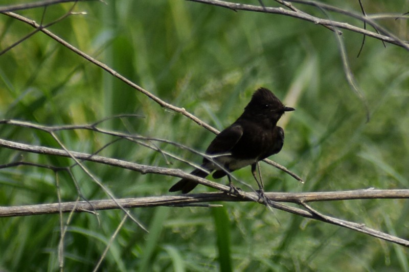 Black Phoebe - Adrian Romo Garcia