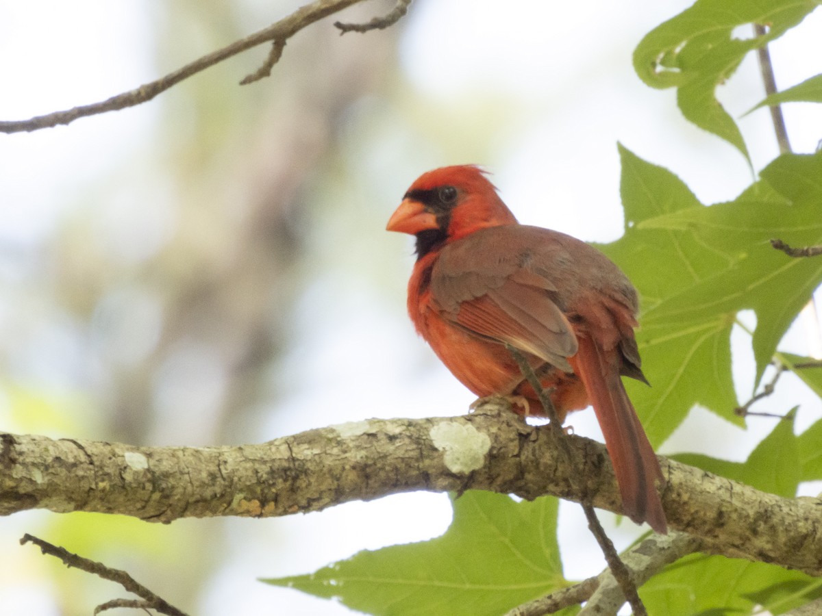 Northern Cardinal - ML619185678