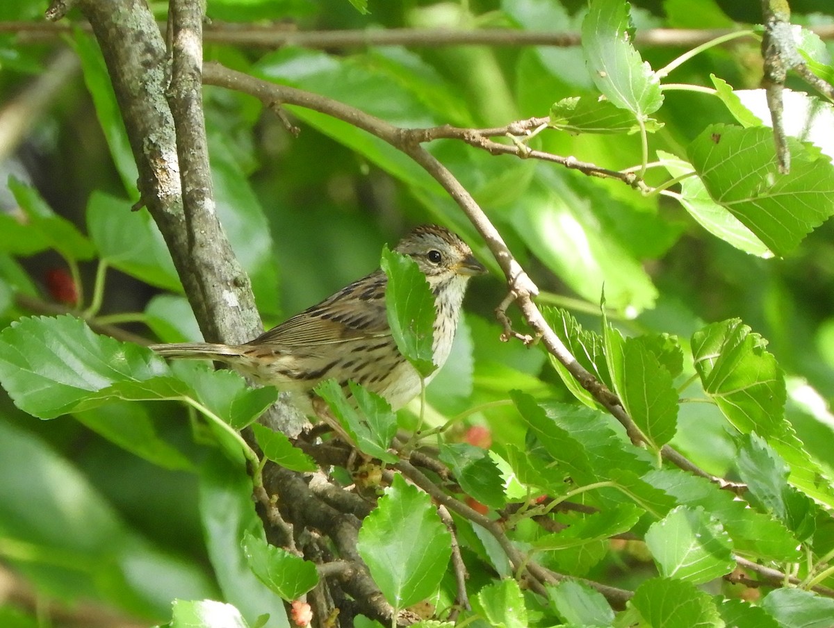 Lincoln's Sparrow - Joe Neal