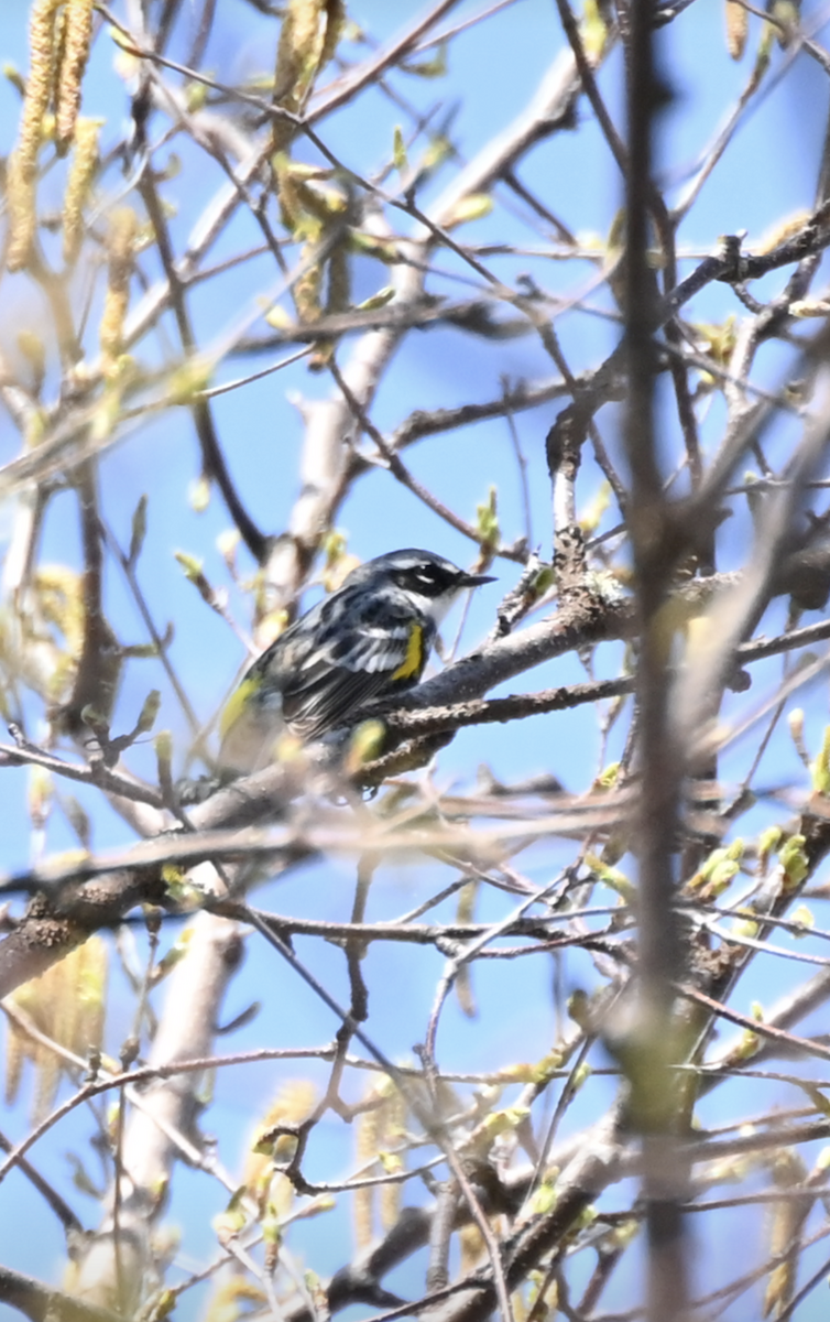 Yellow-rumped Warbler - Sylvie Rioux