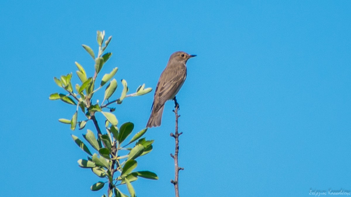 Spotted Flycatcher - Stergios Kassavetis
