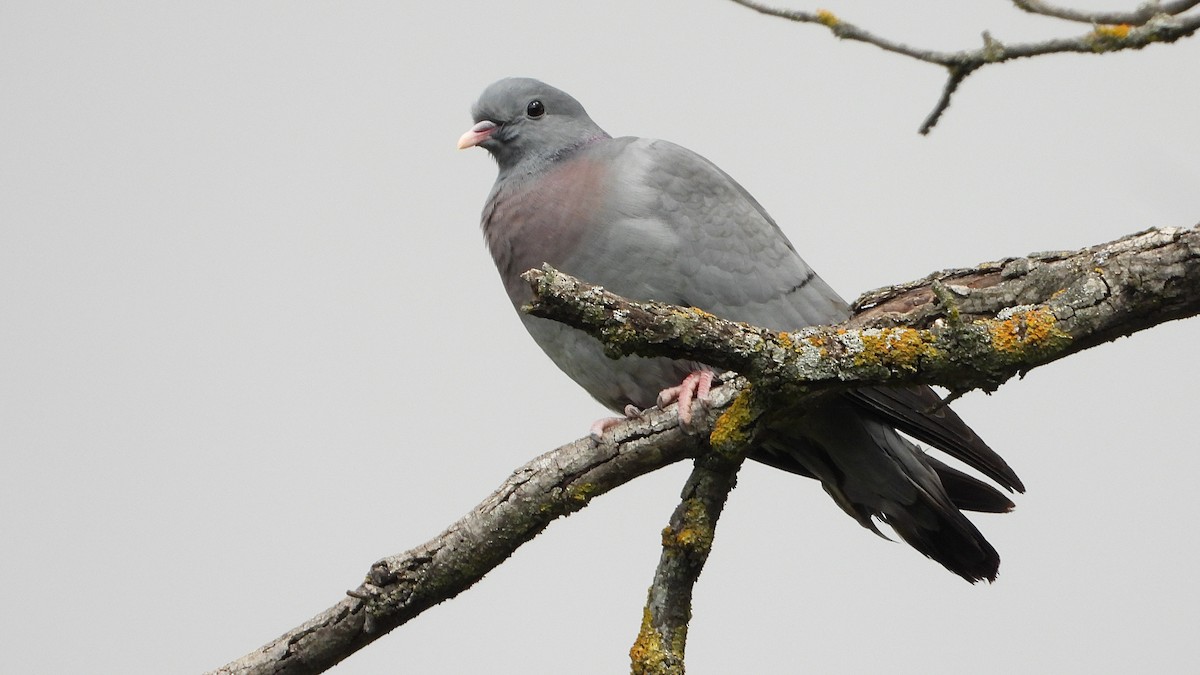 Stock Dove - Manuel García Ruiz