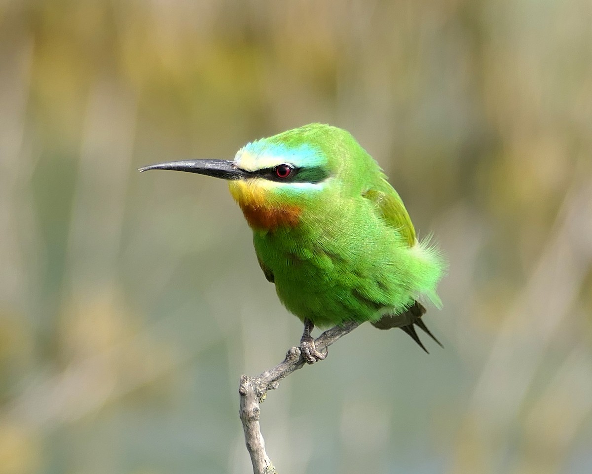 Blue-cheeked Bee-eater - Dmitrii Konov
