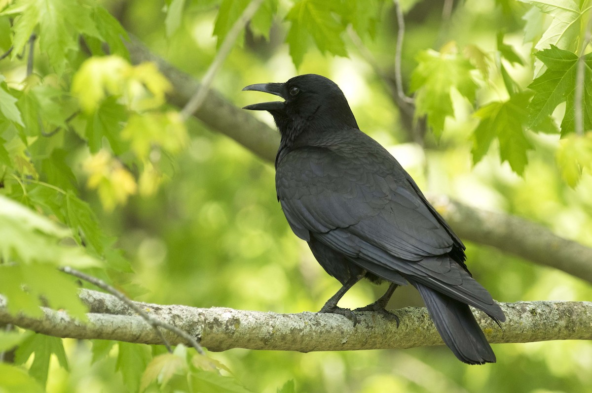 American Crow - François Martin