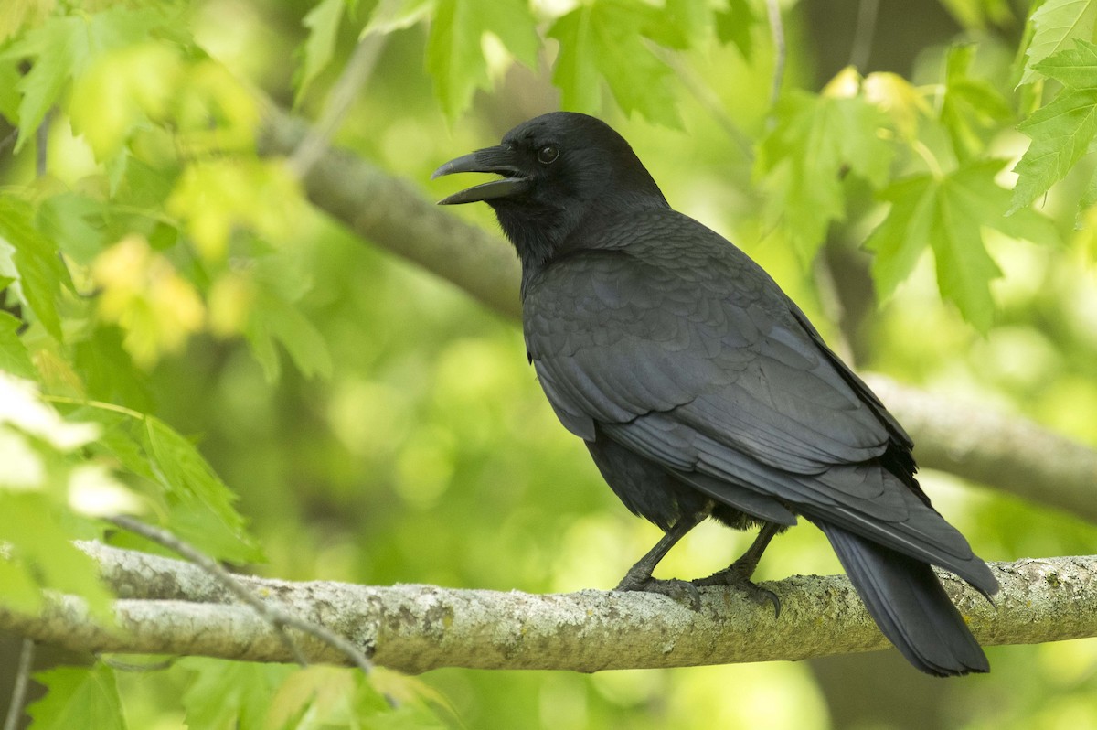 American Crow - François Martin