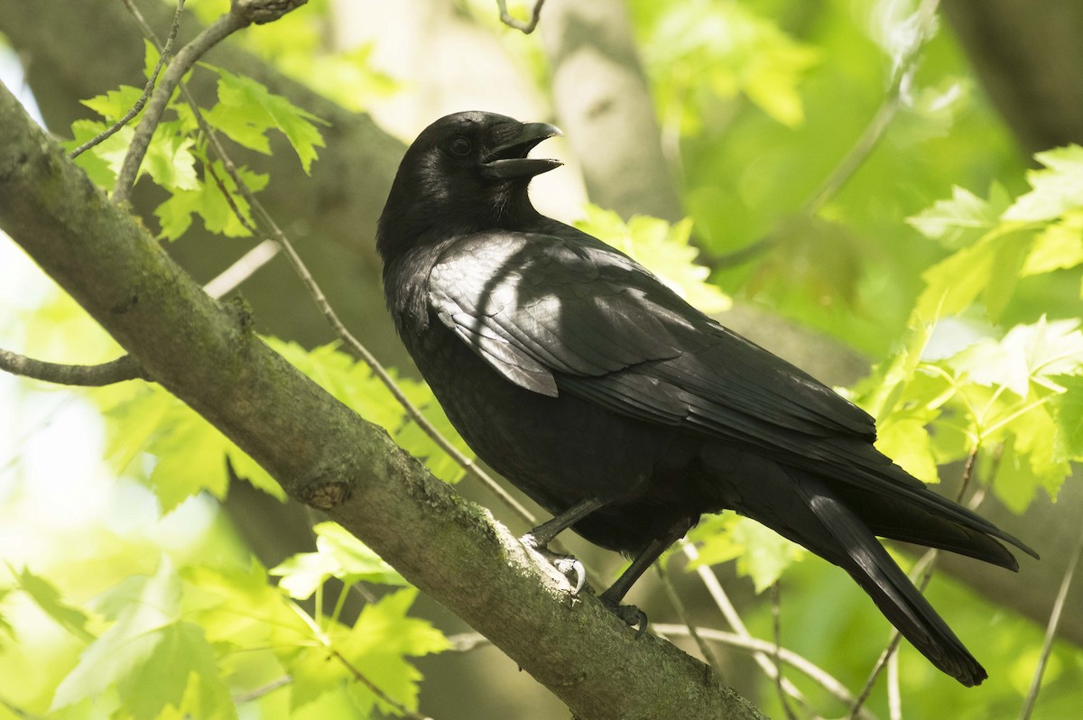 American Crow - François Martin