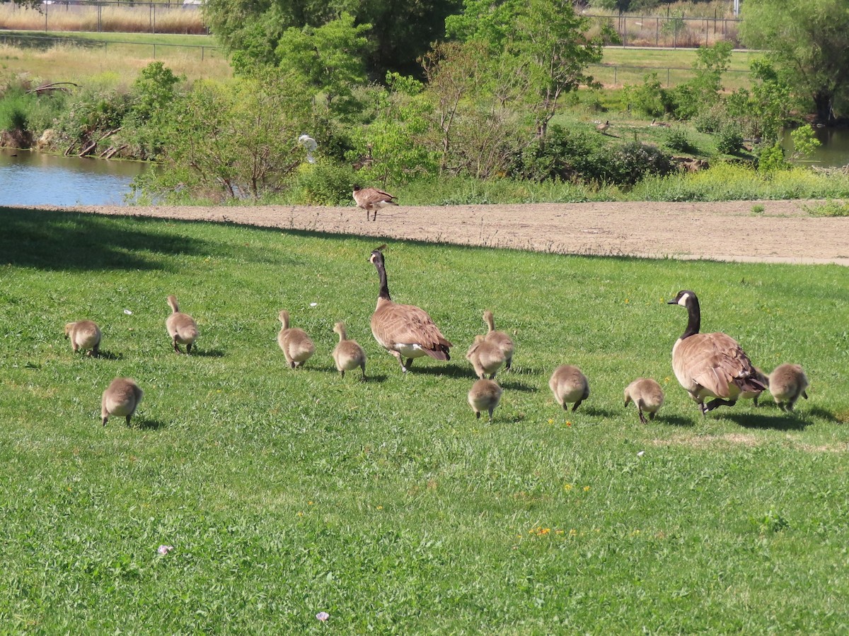 Canada Goose - Karen Richardson