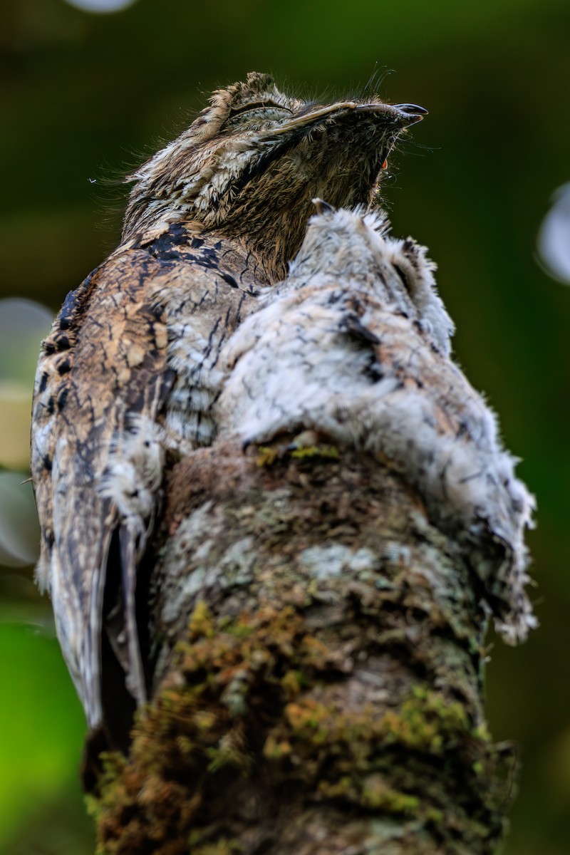 Common Potoo - Norman Graf