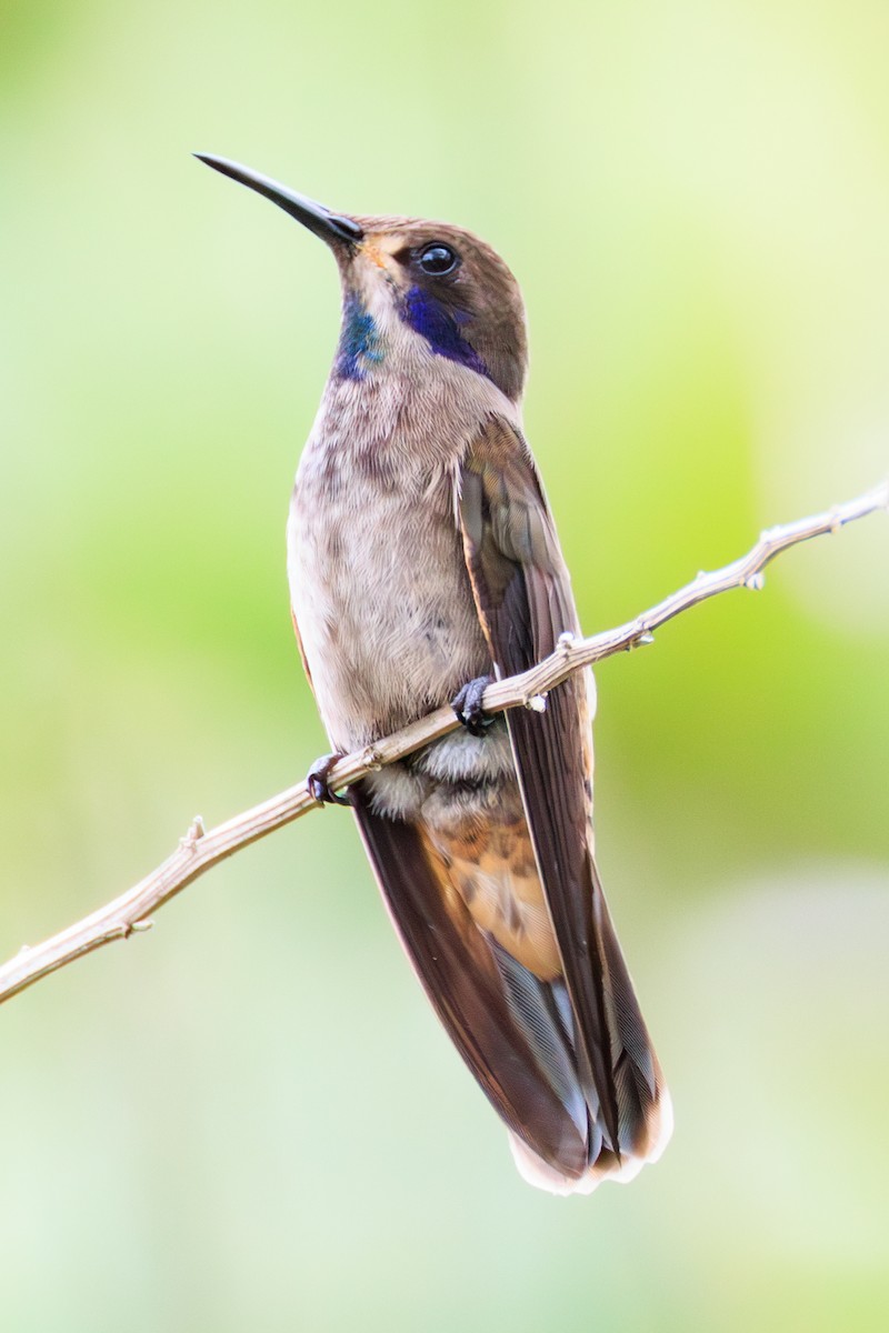 Brown Violetear - Norman Graf