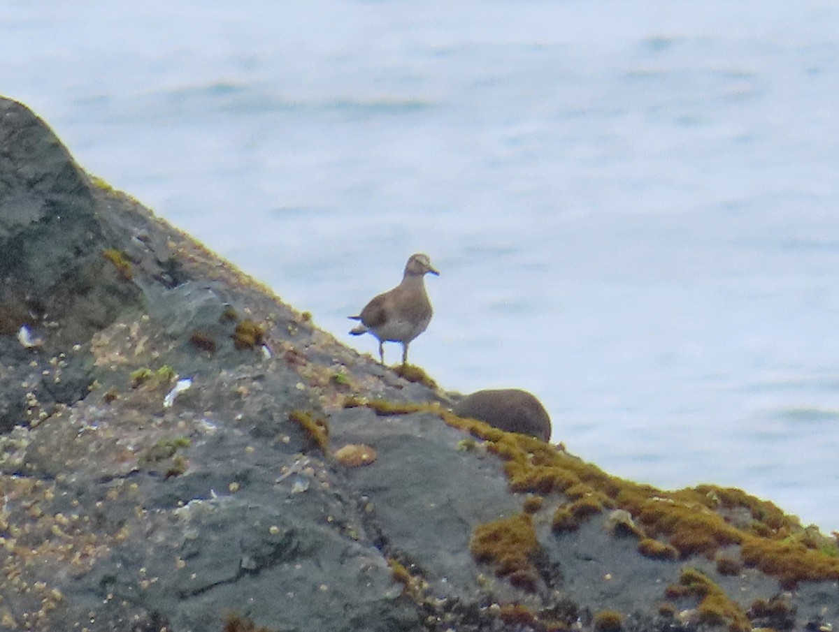 Surfbird - ML619185756