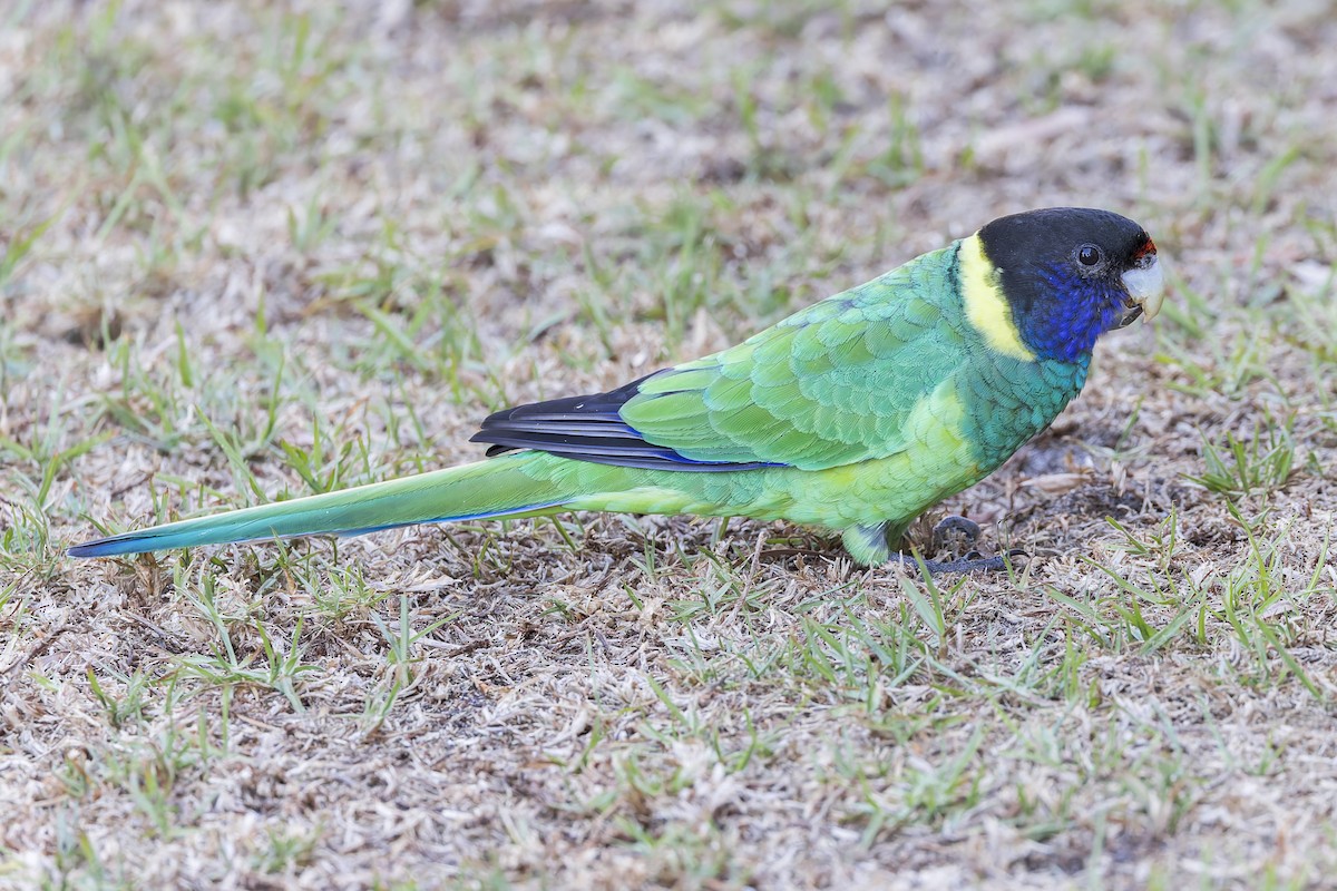 Australian Ringneck - Dana Cameron