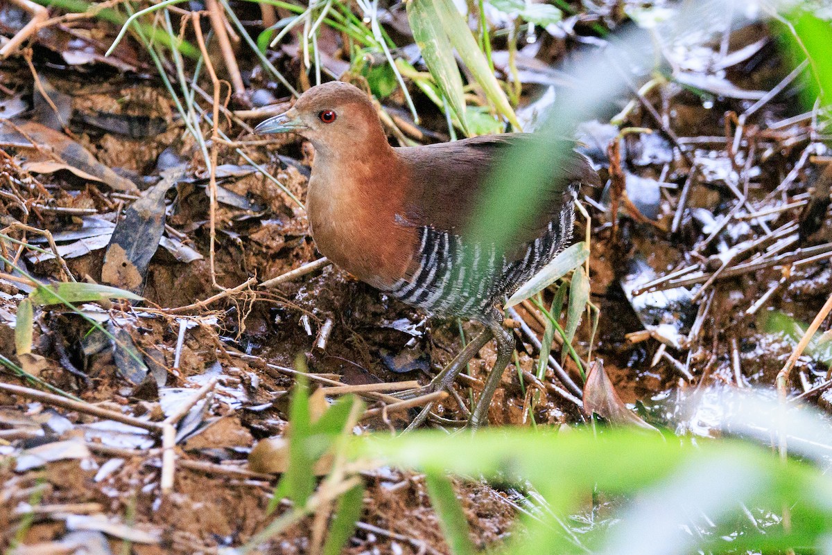 キタノドジロコビトクイナ - ML619185761