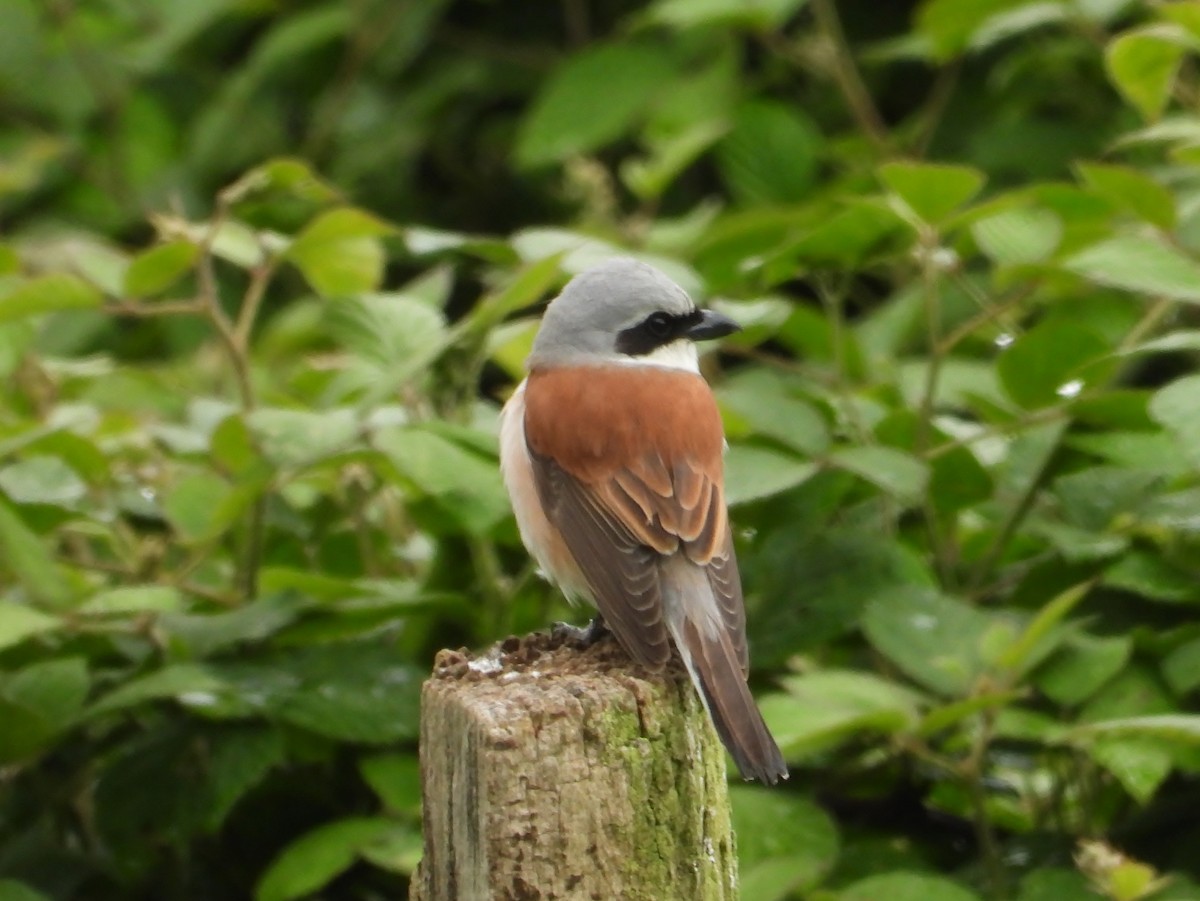 Red-backed Shrike - Marie-Laure MIEGE
