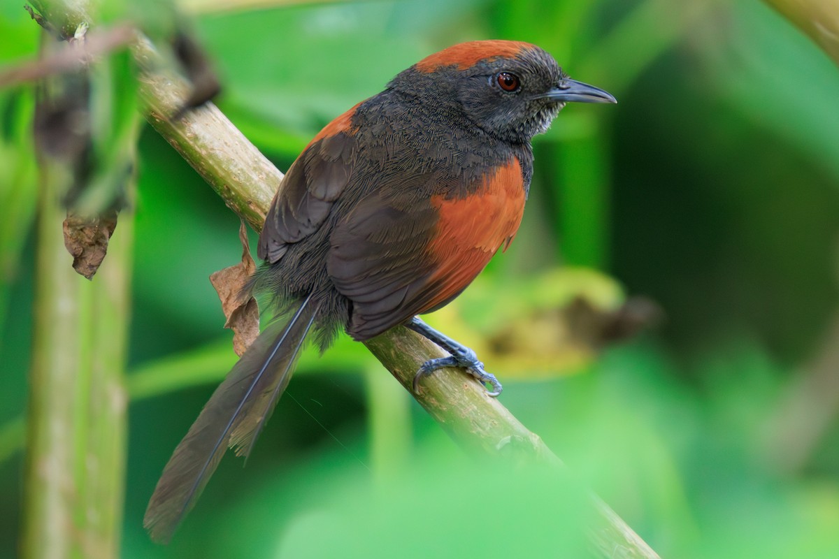 Slaty Spinetail - Norman Graf