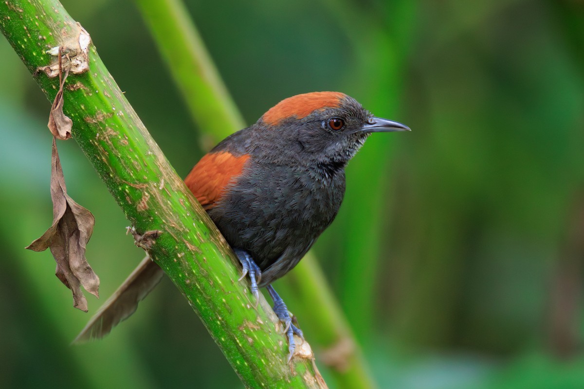 Slaty Spinetail - Norman Graf