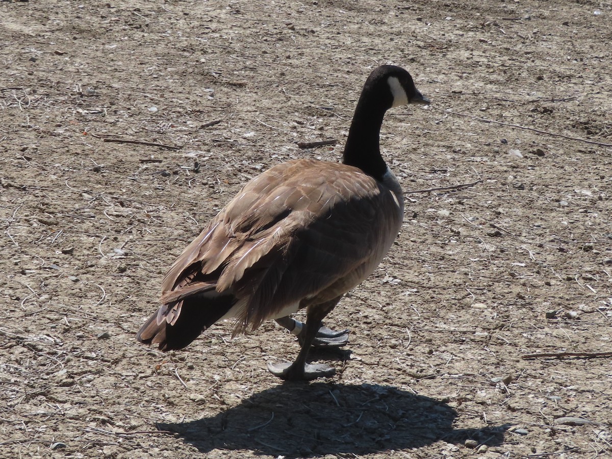 Canada Goose - Karen Richardson