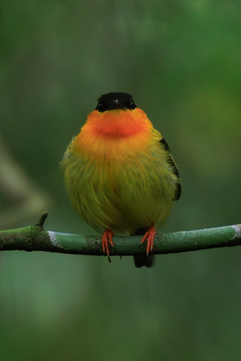 Orange-collared Manakin - Norman Graf