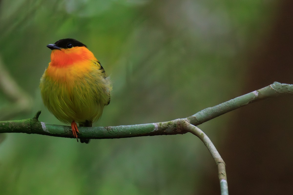 Orange-collared Manakin - Norman Graf