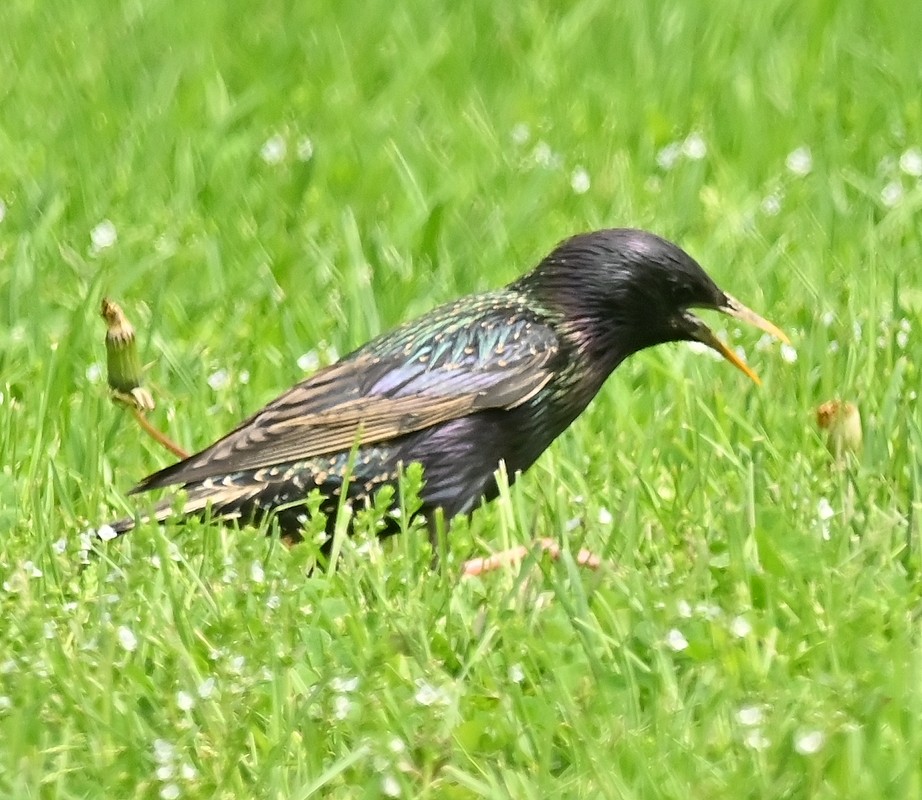 European Starling - Regis Fortin