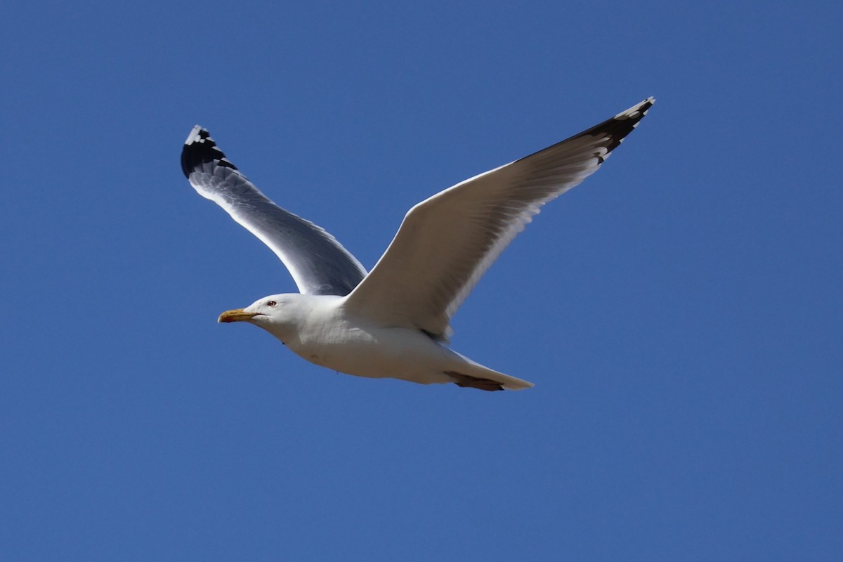 Yellow-legged Gull - Heinrich Linke